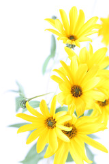 Topinamburs on white background