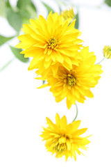 Yellow flowers