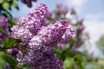 Lilac flowering