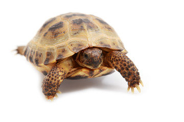 Fototapeta premium Russian tortoise, Horsfield's tortoise or Central Asian tortoise