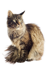 maine coon cat