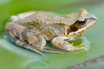 Frog on the lily-pad