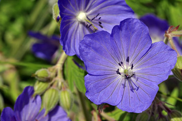 Meadow Cranesbill Flower