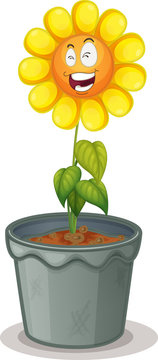 flower in the pot