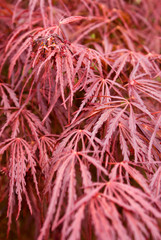 Japanese Maple