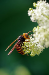 コガタスズメバチとウドの花　‐vespa‐