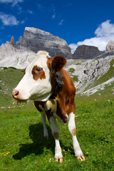 Fototapeta na wymiar Krowa na pastwisku latem w góry Dolomiti