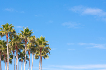 Naklejka premium Palm trees