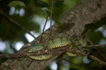 White-lipped pitviper, Bako N. P., Sarawak, Borneo, Malaysia