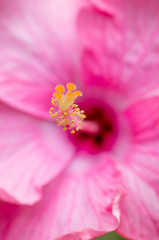 Macro shot of carpel of Pink flower