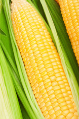 corn