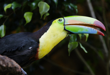 tucan
