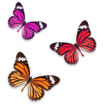 butterflies isolated