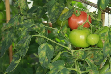 Tomatenfäule