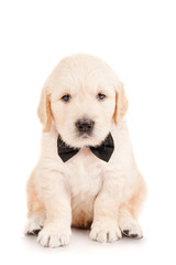 Golden retriever puppy in a tie