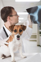 vet with dog and x-ray