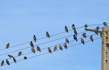 Common starling, Sturnus vulgaris