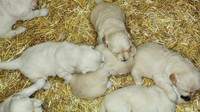 Puppies