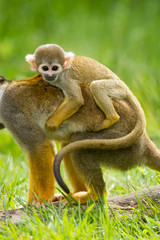 Young ape on the back of it's mother