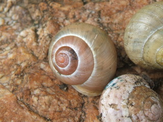 Schneckenhäuser