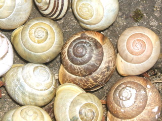 Schneckenhäuser