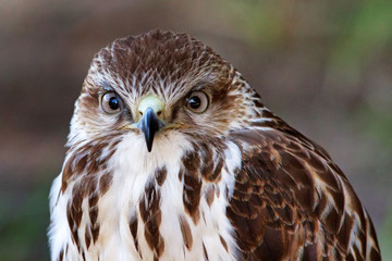 Forest Buzzard