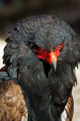 Bateleur