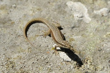 Lézard