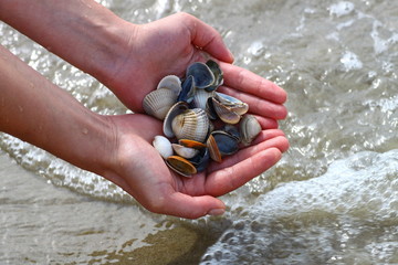 Shells