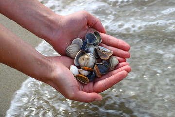 Shells