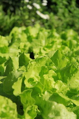 Green Salat