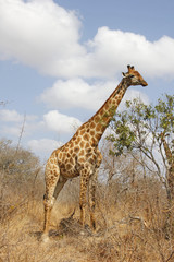 Male giraffe grazing in the bush