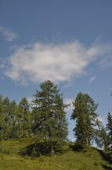 Bergwald