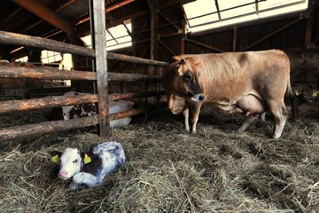 Mutterkuh mit Kalb Schweiz