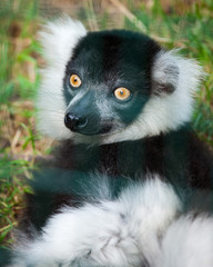 Ring-tailed lemur