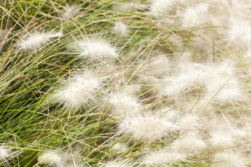 fluffy white grass are shaking on the wind