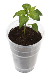 Green pepper sprout in the pot