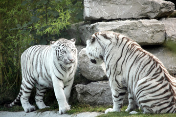Fototapeta premium tigre blanc