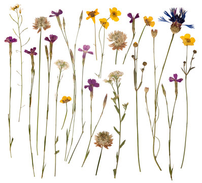 Pressed Wild Flowers