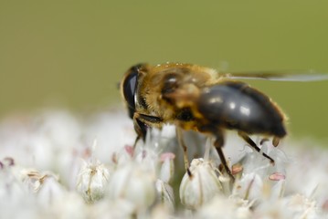 One Bee Gathering Pollen.