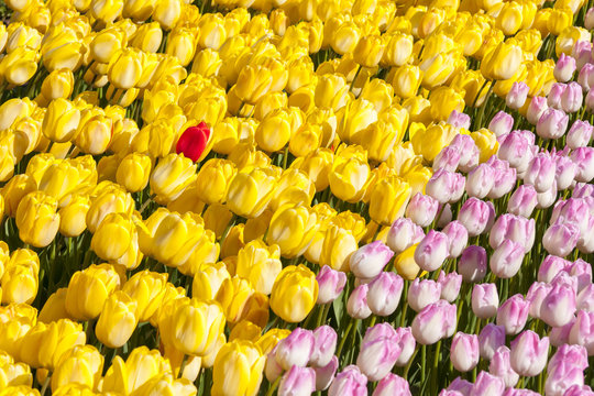 Pink and yellow tulips. One red tulib among yellows.