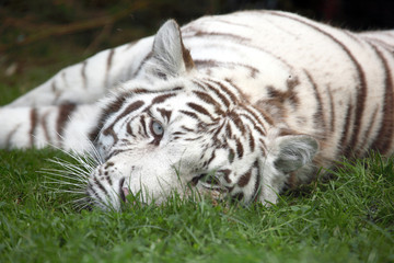 Plakat tigre blanc
