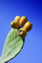 owoc kaktusa
