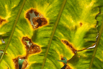 Leaves texture against the sunlight