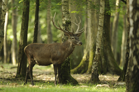 cerf