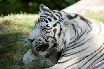 Fototapeta na wymiar tigre blanc