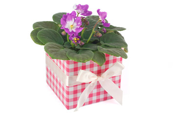 violet in a gift box