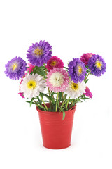 Bouquet of asters in a bucket