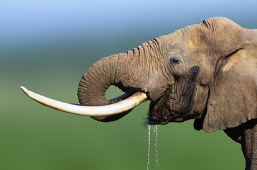 Naklejka premium Elephant drinking water