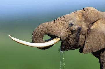 Papier Peint Lavable Éléphant L& 39 eau potable des éléphants